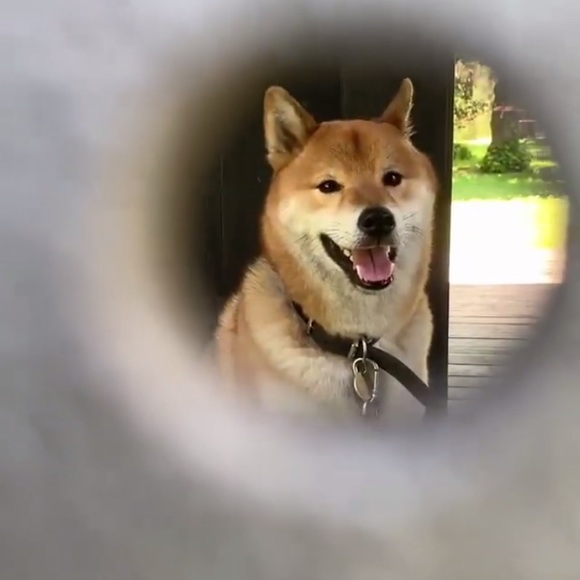 Meet your Posher, Jasmine - Picture 1 of 1